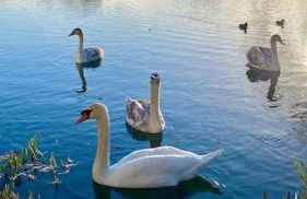 Emerald Lake House - Foto 30