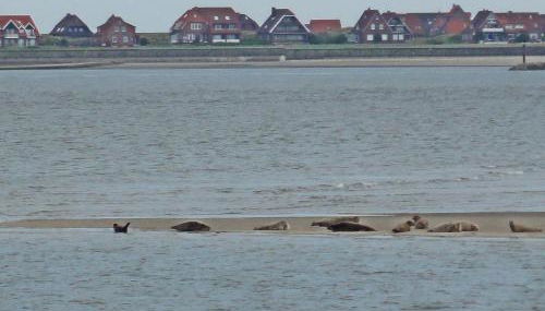 Studio mit Meerblick auf die Robbenbänke von Norderney, geschützter Südwestbalkon - Foto 5