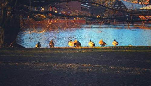 Appartamento Centrale vicino a Humanitas e Forum Assago - Photo 4