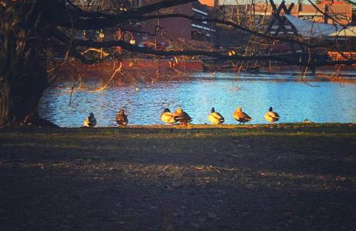 Appartamento Centrale vicino a Humanitas e Forum Assago - Photo 4
