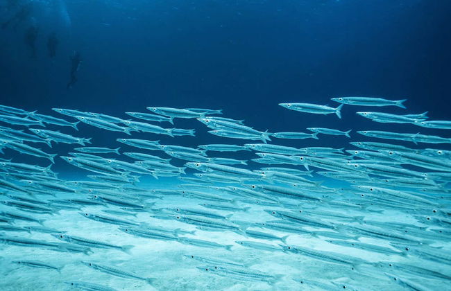 Mahahual Scuba Diving - Foto 6