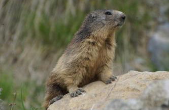 Chalets Shangrila - Foto 60