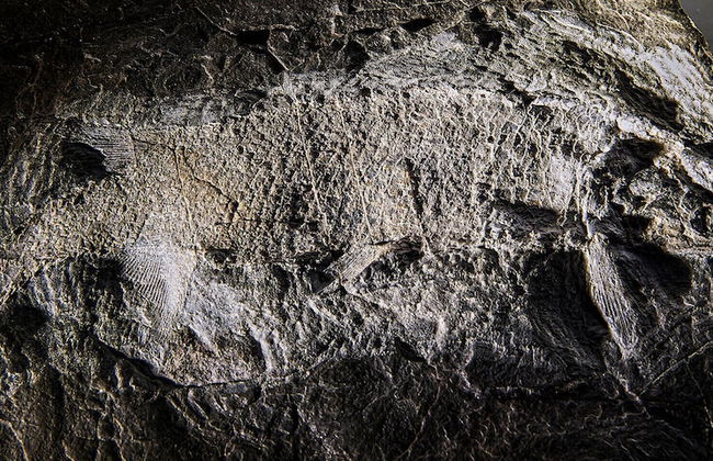 Ganora Guestfarm & Excursions - Foto 51