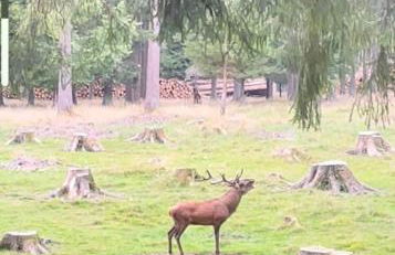Thüringer Wald-Zauber - Foto 36