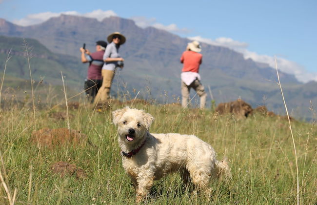 Ardmore Guest Farm - Photo 36