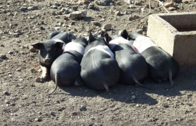 Agriturismo il Marrugio - Foto 25