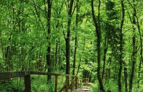 SMARAGD RIVER near Rastoke & Plitvice Lakes - Foto 32