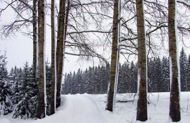 Kopinkallio 2 - Foto 24