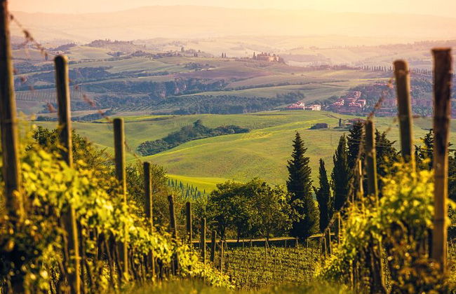 From Bologna: Chianti wine Experience with lunch - Photo 10