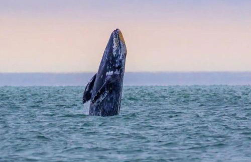 Pacific Seaside House by Pebble Beach & Redwoods - Foto 34