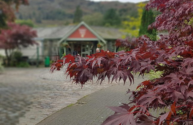 Excursión en tierra: excursión de un día por el distrito turístico de Lake District Adventure desde Liverpool - Foto 4