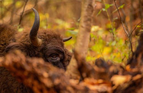 Groszkówka - Foto 18