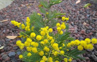 Gîte 1 "Mimosa" aux Magnolias - Foto 3