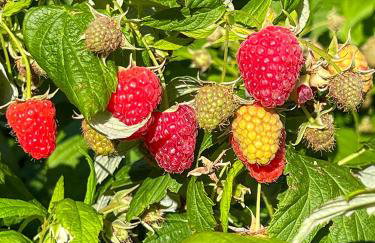 Apartamenty i pokoje nadmorskie - Owocowe Wzgórze - Foto 36