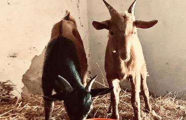 Santuário SOS Animal - Foto 11