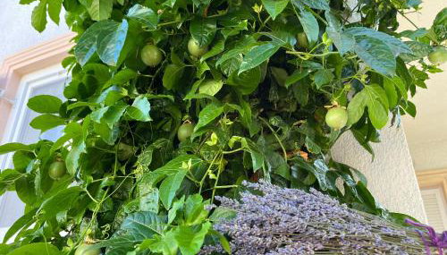 Apartments Petra - Foto 2, Garden, Garden view