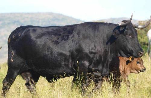 Agroturismo El Mirador de la Cigüeña - Foto 31
