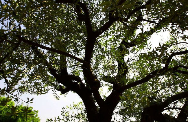 Country House Barone d'Asolo - Foto 11