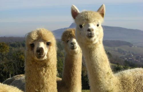 Alpaka-Ferien - Foto 1