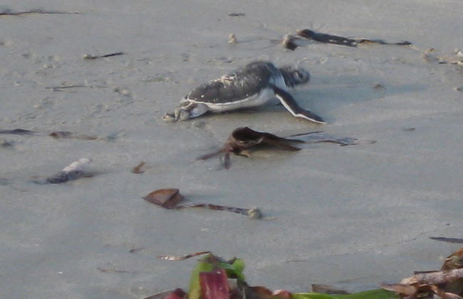 Hansen Beach Villa - Foto 15