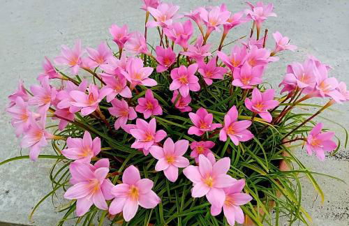 La Conchiglietta blu - Foto 14