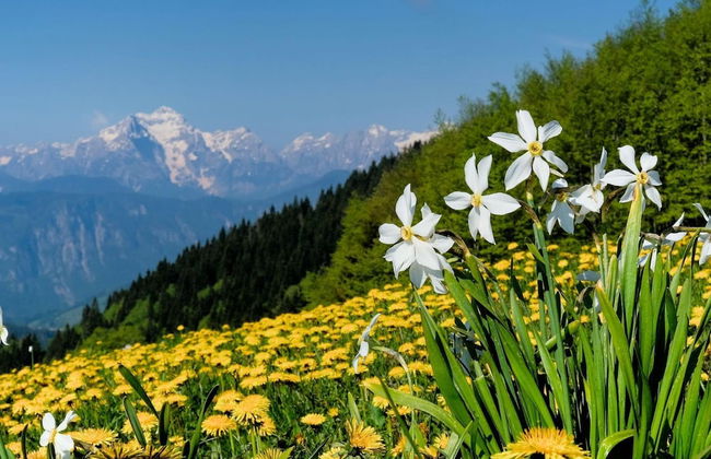 Pool Villa Katja Kranjska Gora - Foto 31