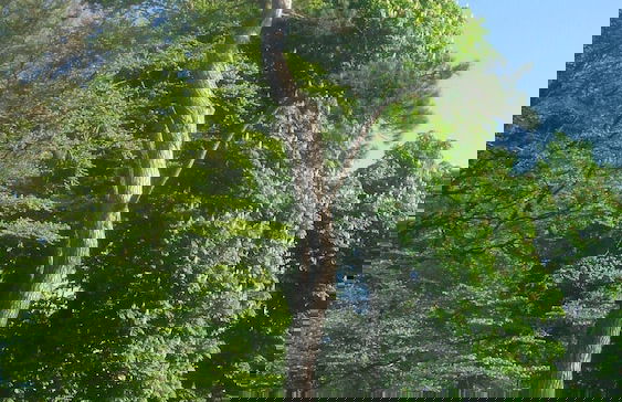 Chateau de Janville - Foto 39