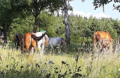 Samsara - Prawdziwa Agroturystyka - Photo 17