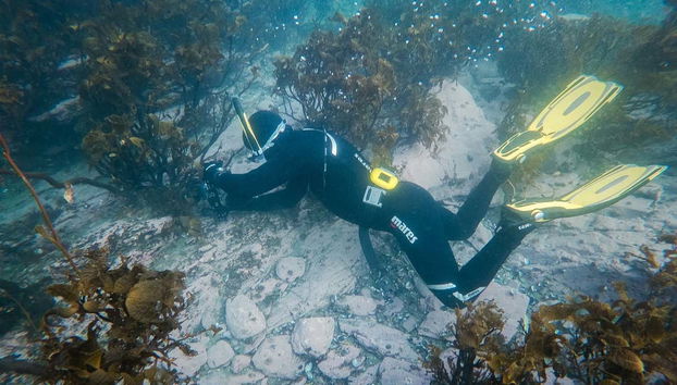 Exploration sous-marine dans les eaux de Ushuaia