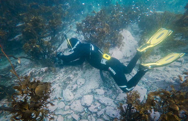 Snorkelling in the Beagle Channel - Photo 5