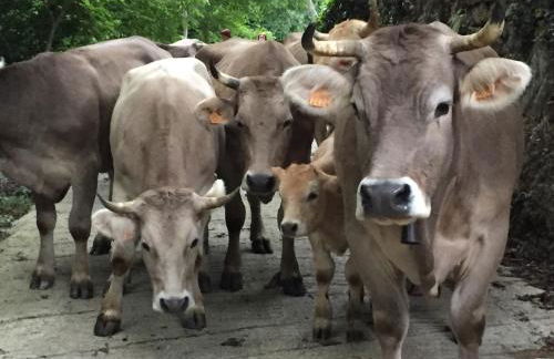 APARTAMENTOS LA COTERA - BARRIO DE ARRIBA segunda entrada 2 - Foto 55