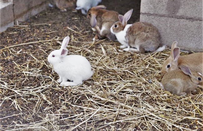 Country House S'Ozzastru - Foto 49