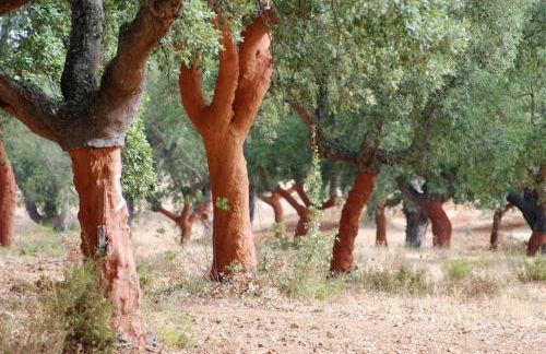 Bubulcus and Bolotas - Off Grid Nature Holiday Home - Foto 21