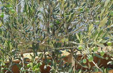 Apartmani Mariela - Photo 31