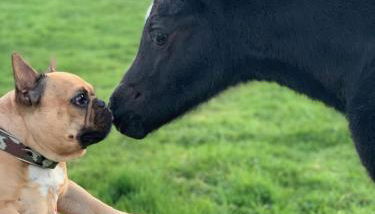 Ponyhof Naeve am Wittensee - Foto 2