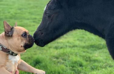 Ponyhof Naeve am Wittensee - Foto 2