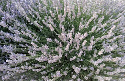 Villa Teza Hvar - Foto 20