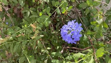 Alpujarra garden oasis - Foto 2, Garden