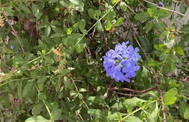 Alpujarra garden oasis - Foto 2