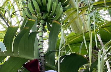 Appartamento esclusivo con giardino - Foto 9