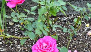 Casa Giardino fiorito - Foto 2