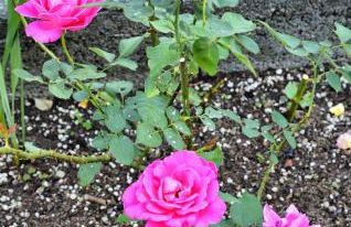 Casa Giardino fiorito - Foto 2