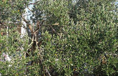 Apartment Ivica - Foto 19