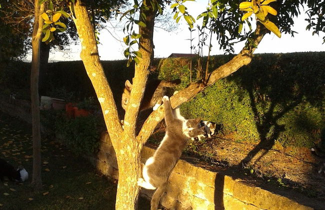 Agriturismo Il Punto Verde - Foto 37