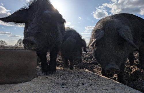 Pension Müllers Mühle - Foto 5