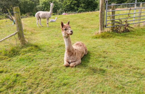 Shepherds Hut - The Crook - Foto 22