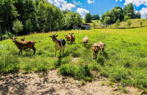 Apartamenty Pod Jaworzem - Photo 18