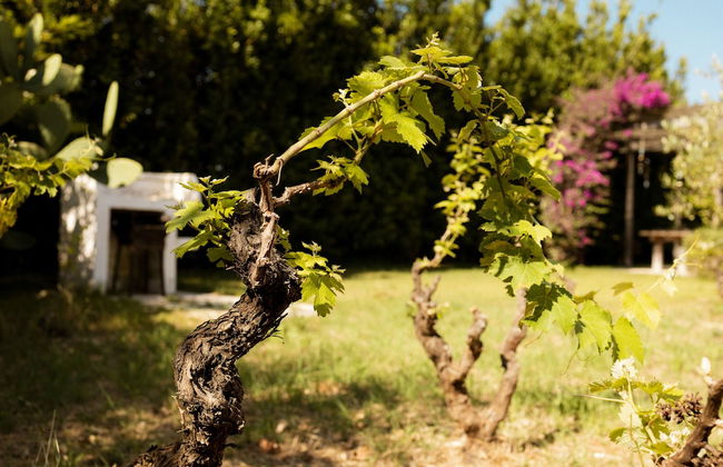 Casale alle Vigne - Foto 40