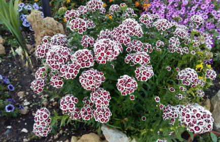 Da Mario & Marianna - Foto 67