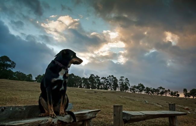Balingup Heights Hilltop Forest Cottages - Foto 55